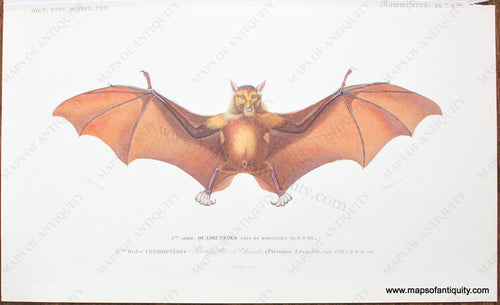 Genuine-Antique-Hand-Colored-Print-Roussette-d'Edwards---Indian-Flying-Fox-Antique-Prints-Natural-History-Animals-1849-D'Orbigny-Maps-Of-Antiquity-1800s-19th-century