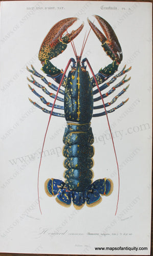 Genuine-Antique-Hand-Colored-Print-Homard-commun---European-Lobster-Antique-Prints-Natural-History--1849-D'Orbigny-Maps-Of-Antiquity-1800s-19th-century