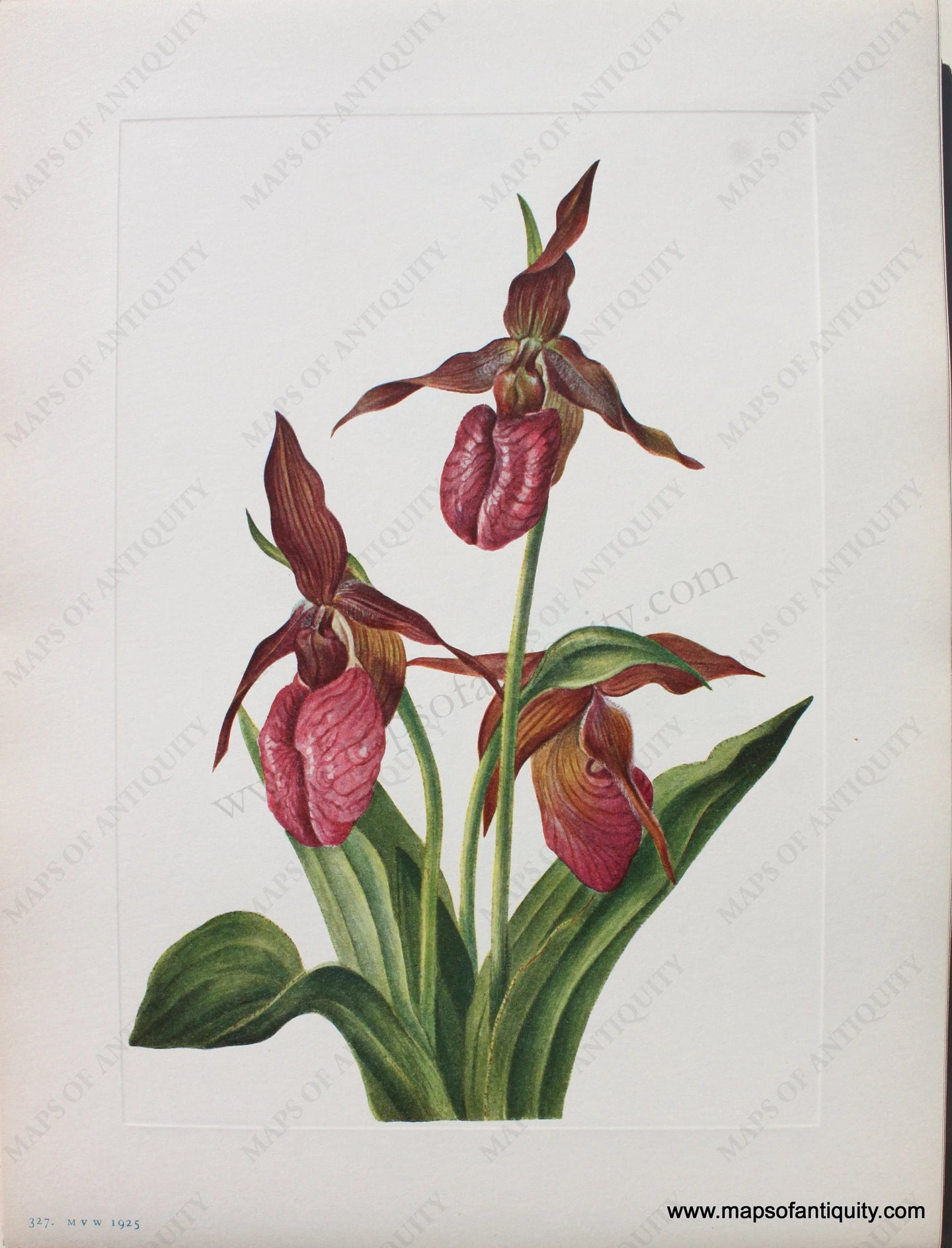 1925 - Pink Ladyslipper - Antique Print