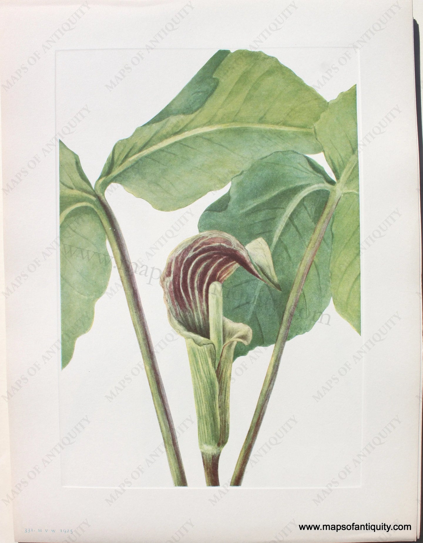 1925 - Jack-in-the-Pulpit - Antique Print