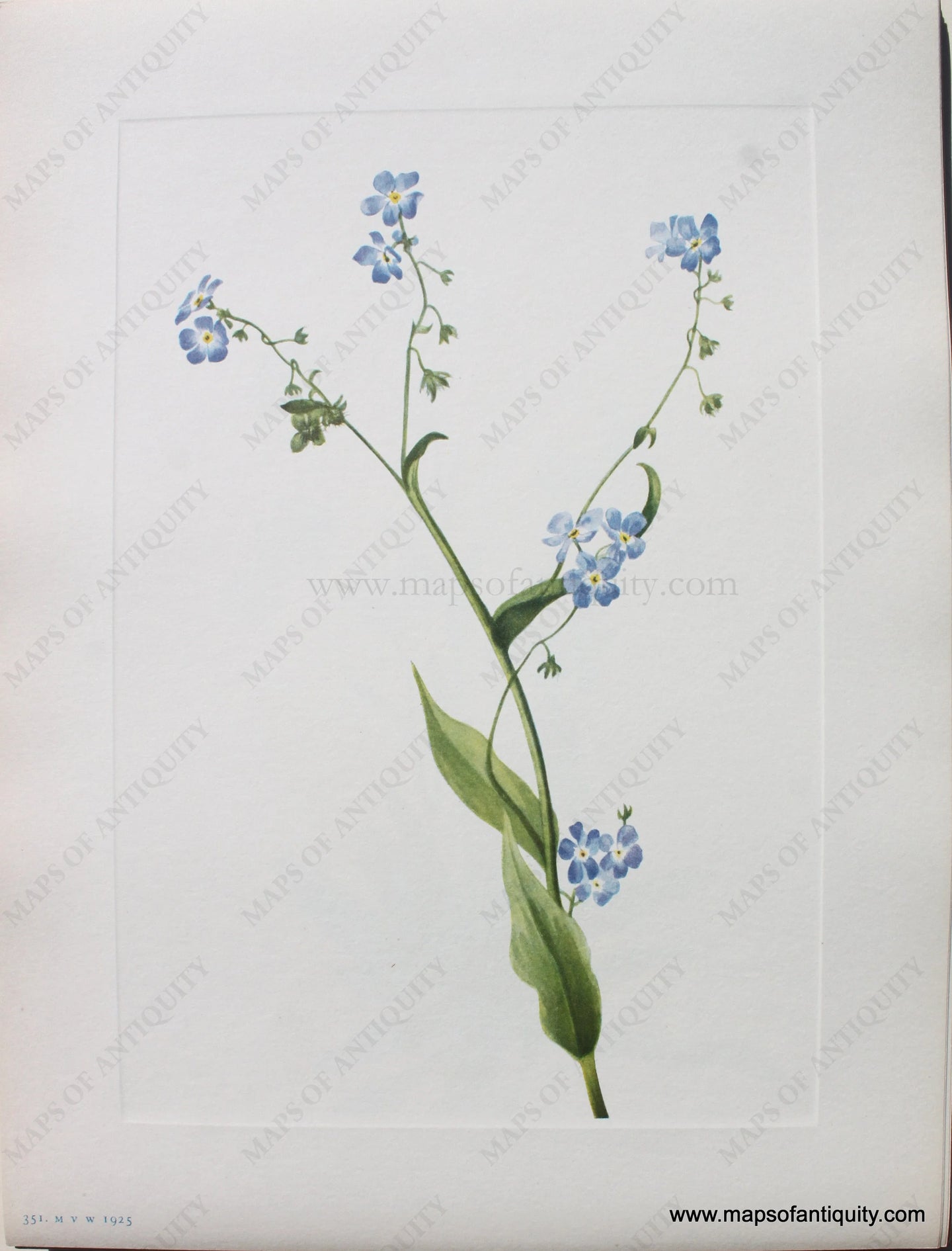 1925 - But-forget-me-not - Antique Print