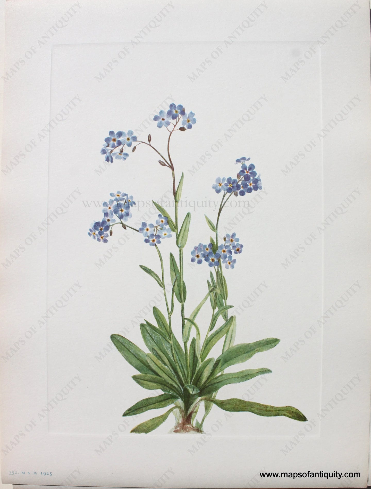 1925 - Alpine Forget-me-not - Antique Print