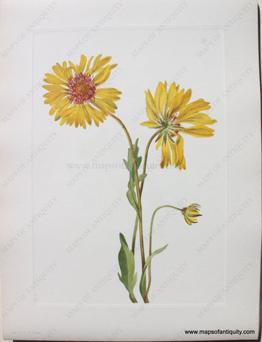 1925 - Perennial Gaillardia - Antique Print