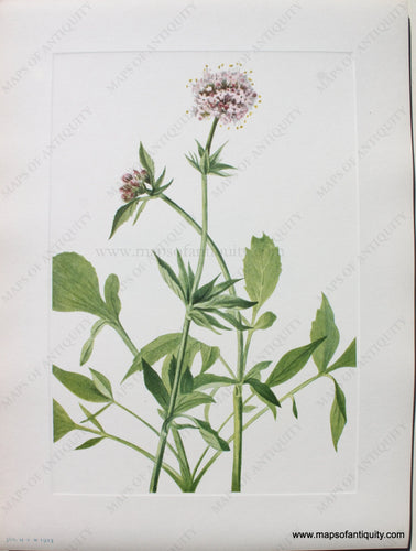 1925 - Heliotrope Valerian - Antique Print