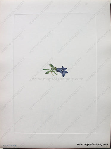 1925 - Alpine Harebell - Antique Print