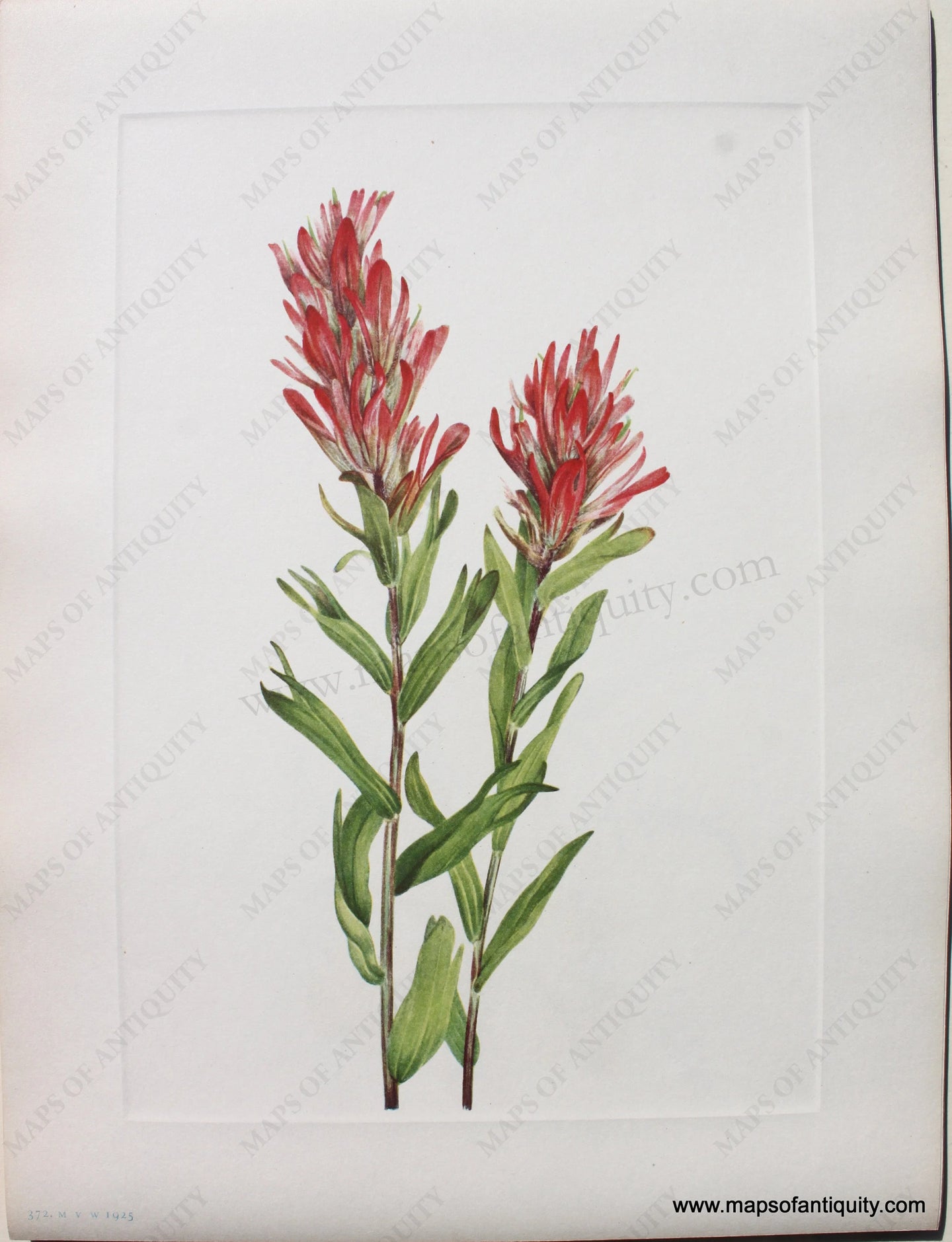 1925 - Alberta Paintbrush - Antique Print