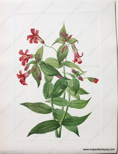 1925 - Lewis Monkeyflower - Antique Print