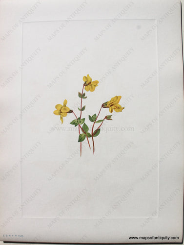 1925 - Alpine Monkeyflower - Antique Print