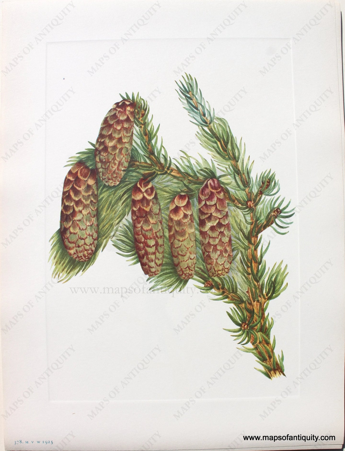 1925 - Engelmann Spruce - Antique Print