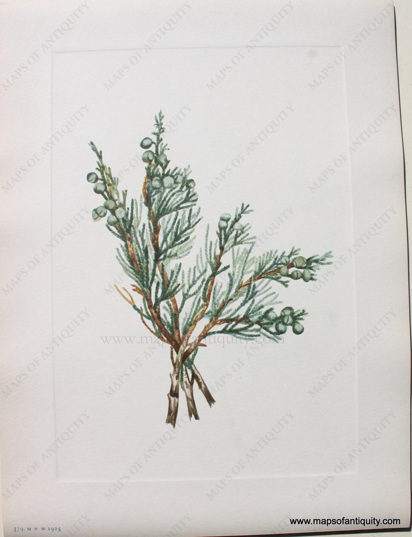 1925 - Creeping Juniper - Antique Print