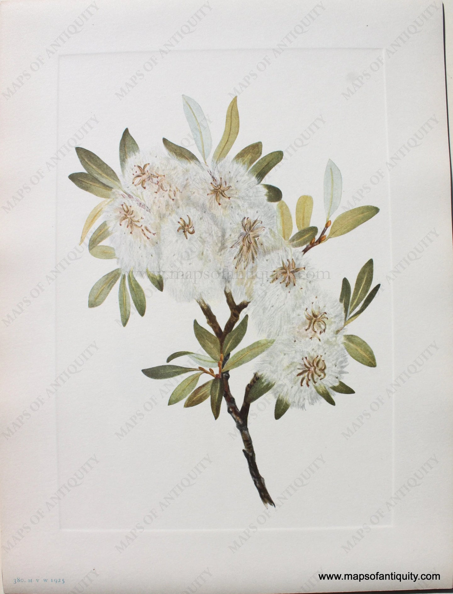 1925 - Drummond Willow - Antique Print