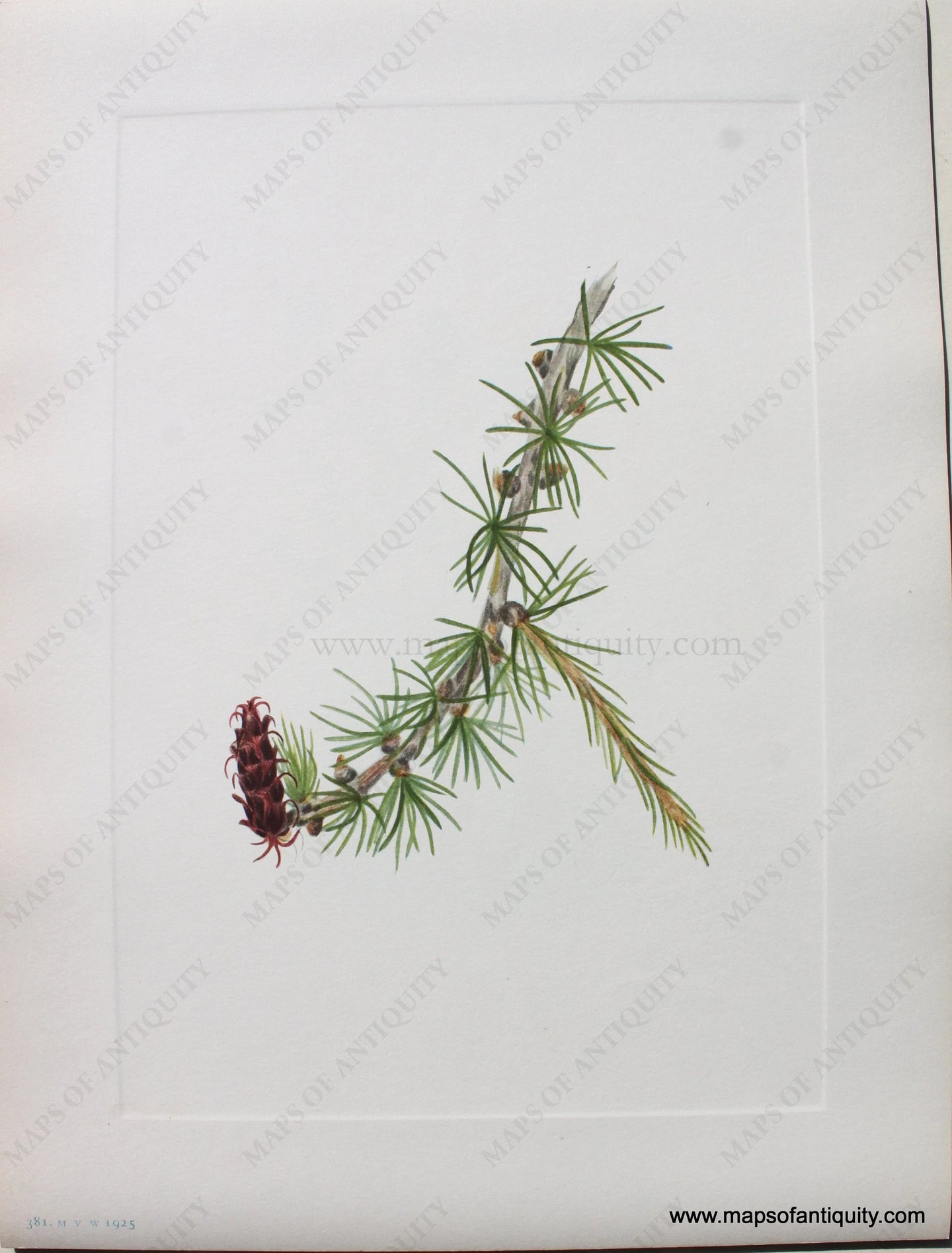 1925 - Lyall Larch - Antique Print