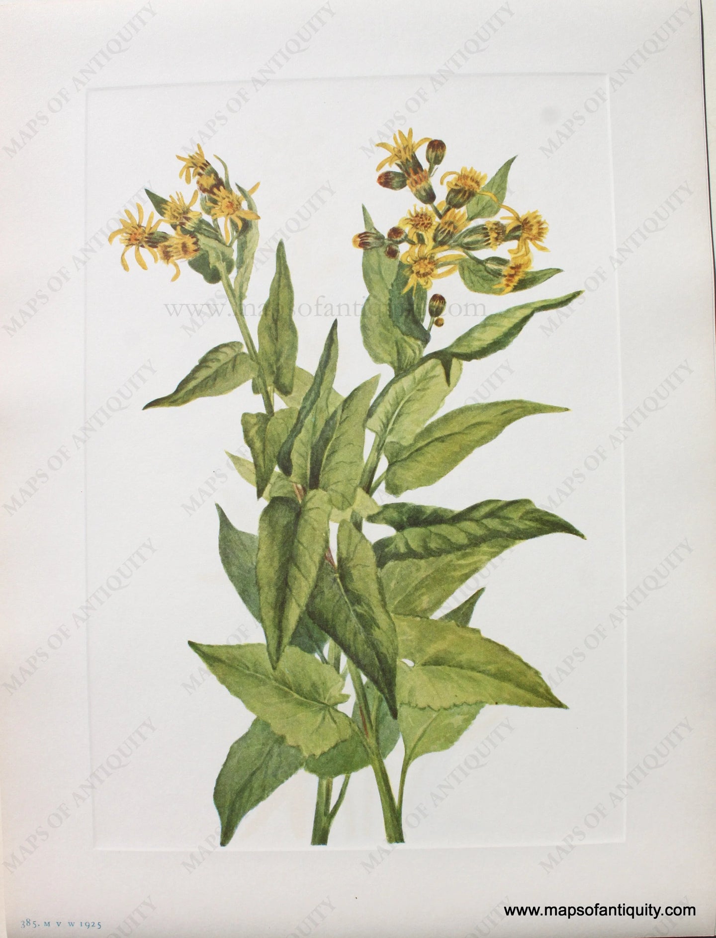 1925 - Arrowleaf Groundsel - Antique Print