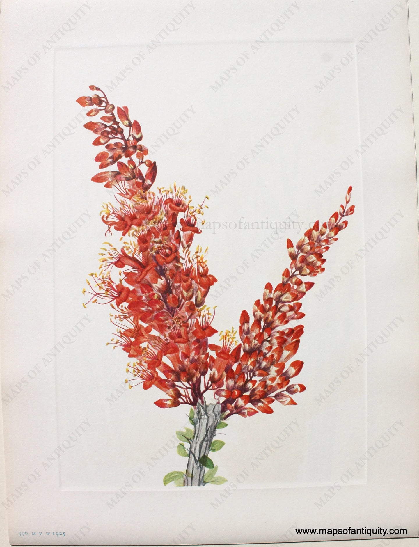 1925 - Ocotillo - Antique Print