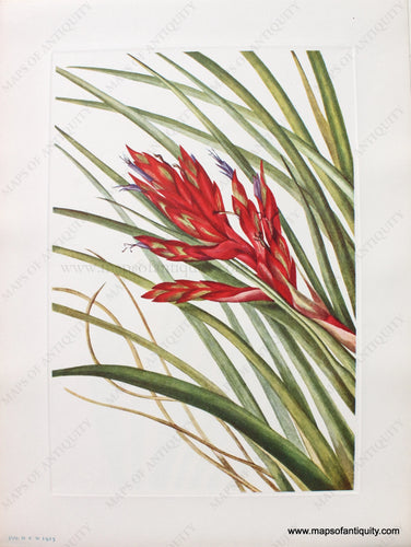 1925 - Quill-leaf Tillandsia - Antique Print