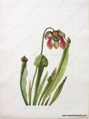 1925 - Catesby Pitcherplant - Antique Print