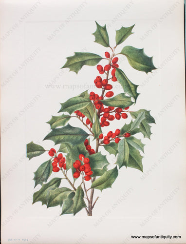 Antique print of a branch of green holly with bright red berries.