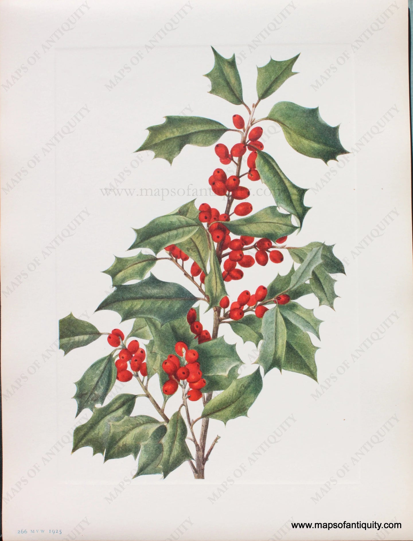 Antique print of a branch of green holly with bright red berries.