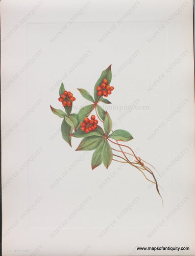 Genuine Antique Lithograph Print-Bunchberry (fruit)-1925-Mary Vaux Walcott-Maps-Of-Antiquity-1800s-19th-century