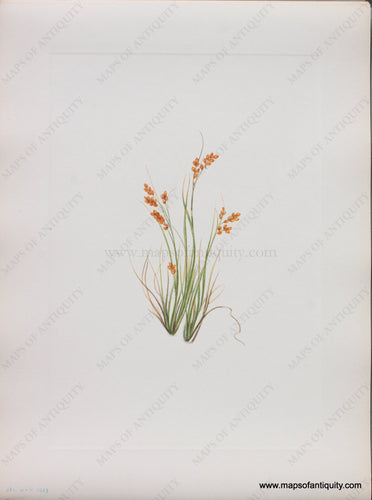 Genuine Antique Lithograph Print-Golden Sedge-1925-Mary Vaux Walcott-Maps-Of-Antiquity-1800s-19th-century