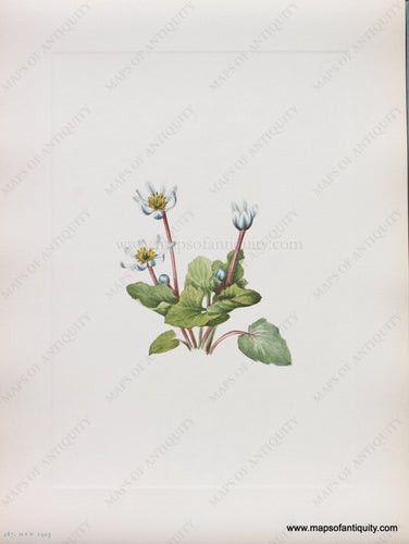 Genuine Antique Lithograph Print-Elkslip-1925-Mary Vaux Walcott-Maps-Of-Antiquity-1800s-19th-century