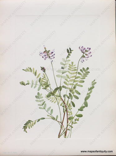 Genuine Antique Lithograph Print-Alpine Milkvetch-1925-Mary Vaux Walcott-Maps-Of-Antiquity-1800s-19th-century