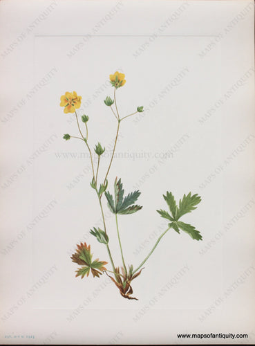 Genuine Antique Lithograph Print-Grayleaf Fivefinger-1925-Mary Vaux Walcott-Maps-Of-Antiquity-1800s-19th-century