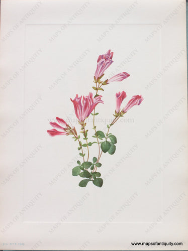 Genuine Antique Lithograph Print-Menzies Pentstemon-1925-Mary Vaux Walcott-Maps-Of-Antiquity-1800s-19th-century