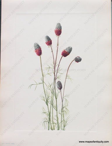 Genuine Antique Lithograph Print-Purple Prairieclover-1925-Mary Vaux Walcott-Maps-Of-Antiquity-1800s-19th-century