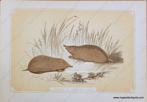 Genuine-Antique-Print-Shrew-&-Common-Mole-1850s-Tallis-Maps-Of-Antiquity