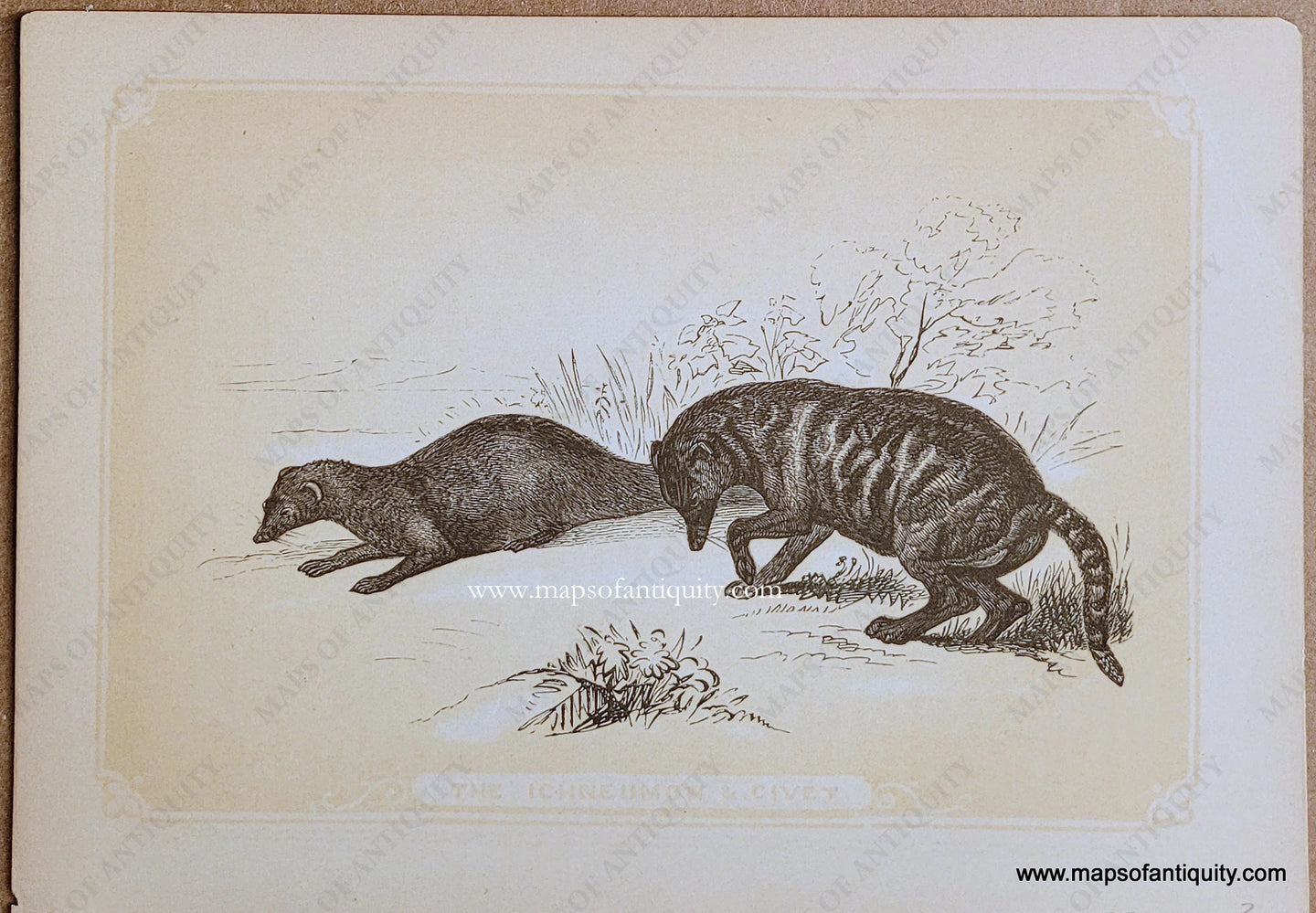 Genuine-Antique-Print-The-Ichneumon-&-Civet-1850s-Tallis-Maps-Of-Antiquity