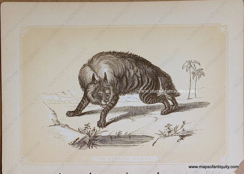 Genuine-Antique-Print-The-Striped-Hyaena-1850s-Tallis-Maps-Of-Antiquity