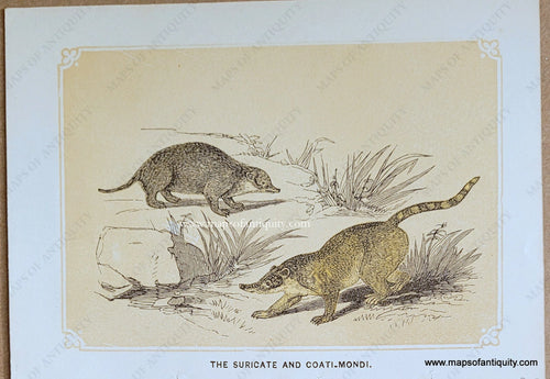 Genuine-Antique-Print-The-Suricate-and-Coati-Mondi-1850s-Tallis-Maps-Of-Antiquity