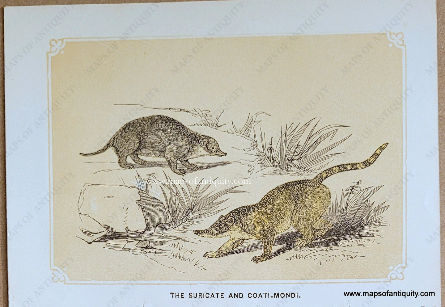 Genuine-Antique-Print-The-Suricate-and-Coati-Mondi-1850s-Tallis-Maps-Of-Antiquity