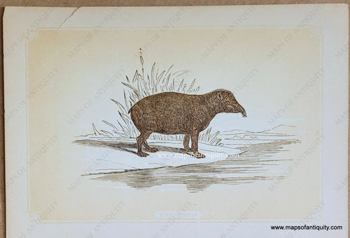 Genuine-Antique-Print-The-Tapir-1850s-Tallis-Maps-Of-Antiquity