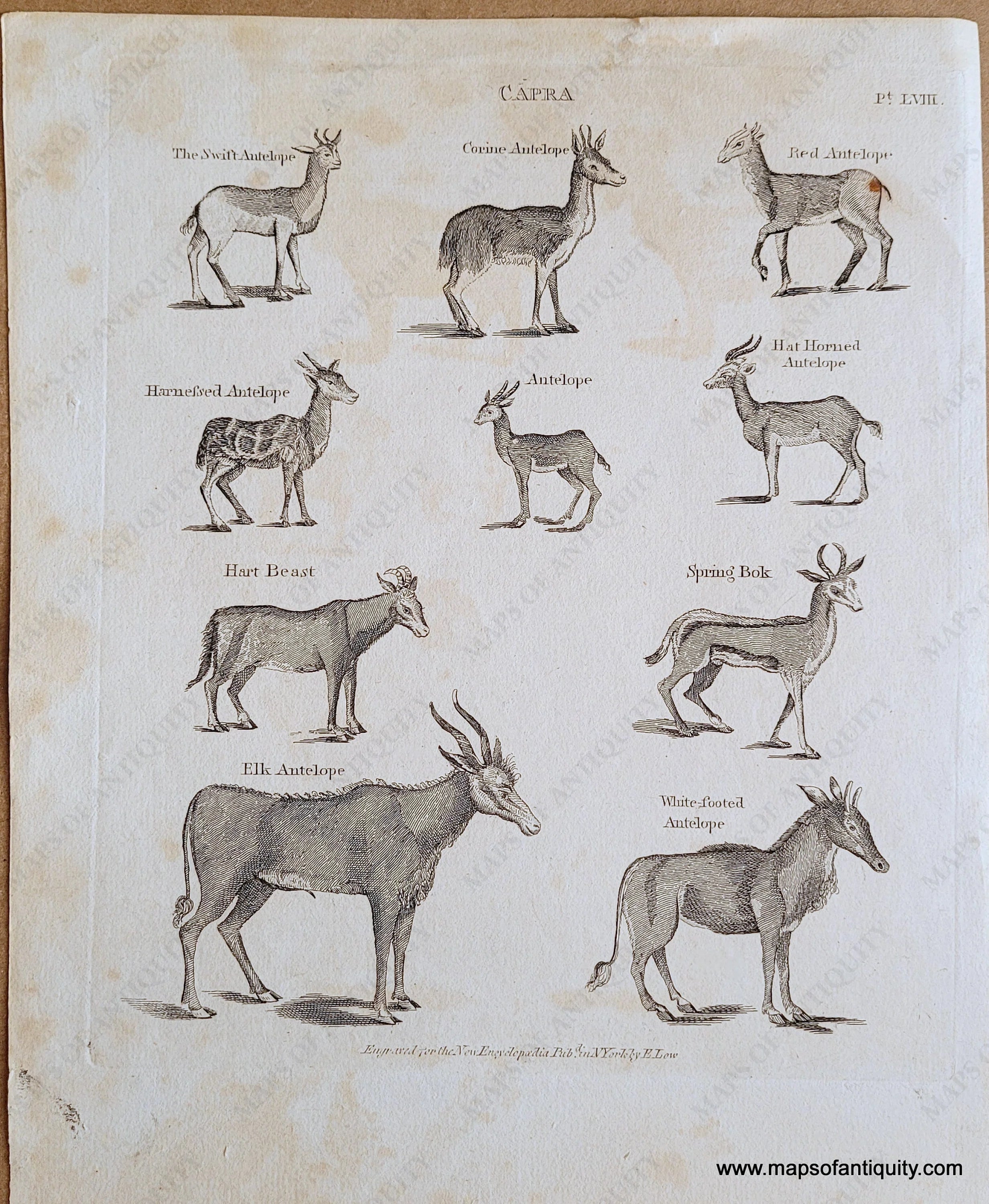1805 - Capra - Antique Print – Maps of Antiquity