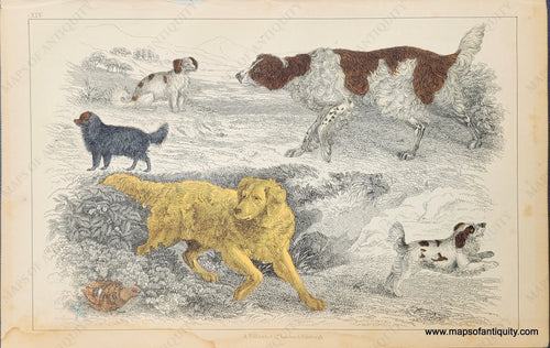 Genuine-Antique-Print-Dogs---English-Setter---Old-English-Setter---Cocker---King-Charles-Cocker---Golden-Retriever?-1850-Fullarton-Maps-Of-Antiquity