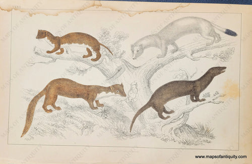 Genuine-Antique-Print-Stoats-and-Ermine-1850-Fullarton-Maps-Of-Antiquity