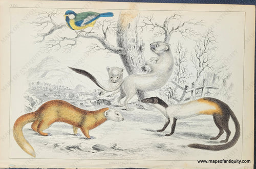 Genuine-Antique-Print-Ermine-and-Weasel-1850-Fullarton-Maps-Of-Antiquity