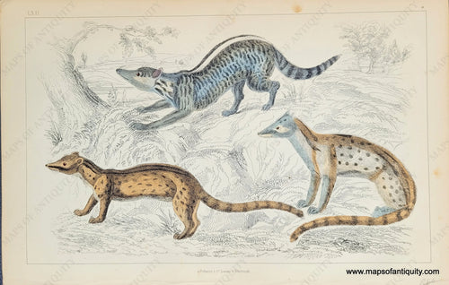 Genuine-Antique-Print-Viverrids--cibet-and-genet-1850-Fullarton-Maps-Of-Antiquity