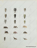 Genuine-Antique-Print-Insects-possibly-Treehoppers-or-Leafhoppers-1854-Pease-Maps-Of-Antiquity