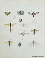 Genuine-Antique-Print-Insects-1854-Pease-Maps-Of-Antiquity