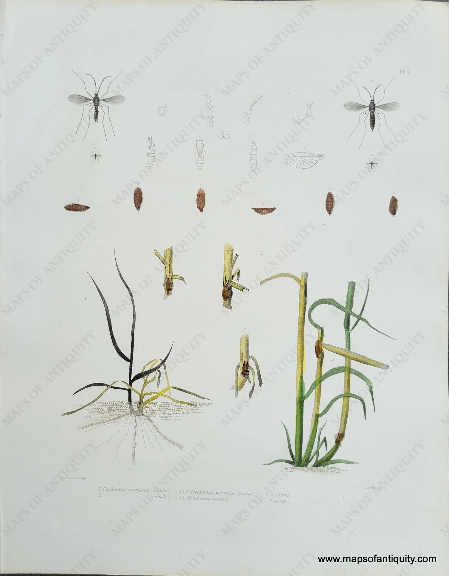 Genuine-Antique-Print-Insects-and-plants-1854-Pease-Maps-Of-Antiquity