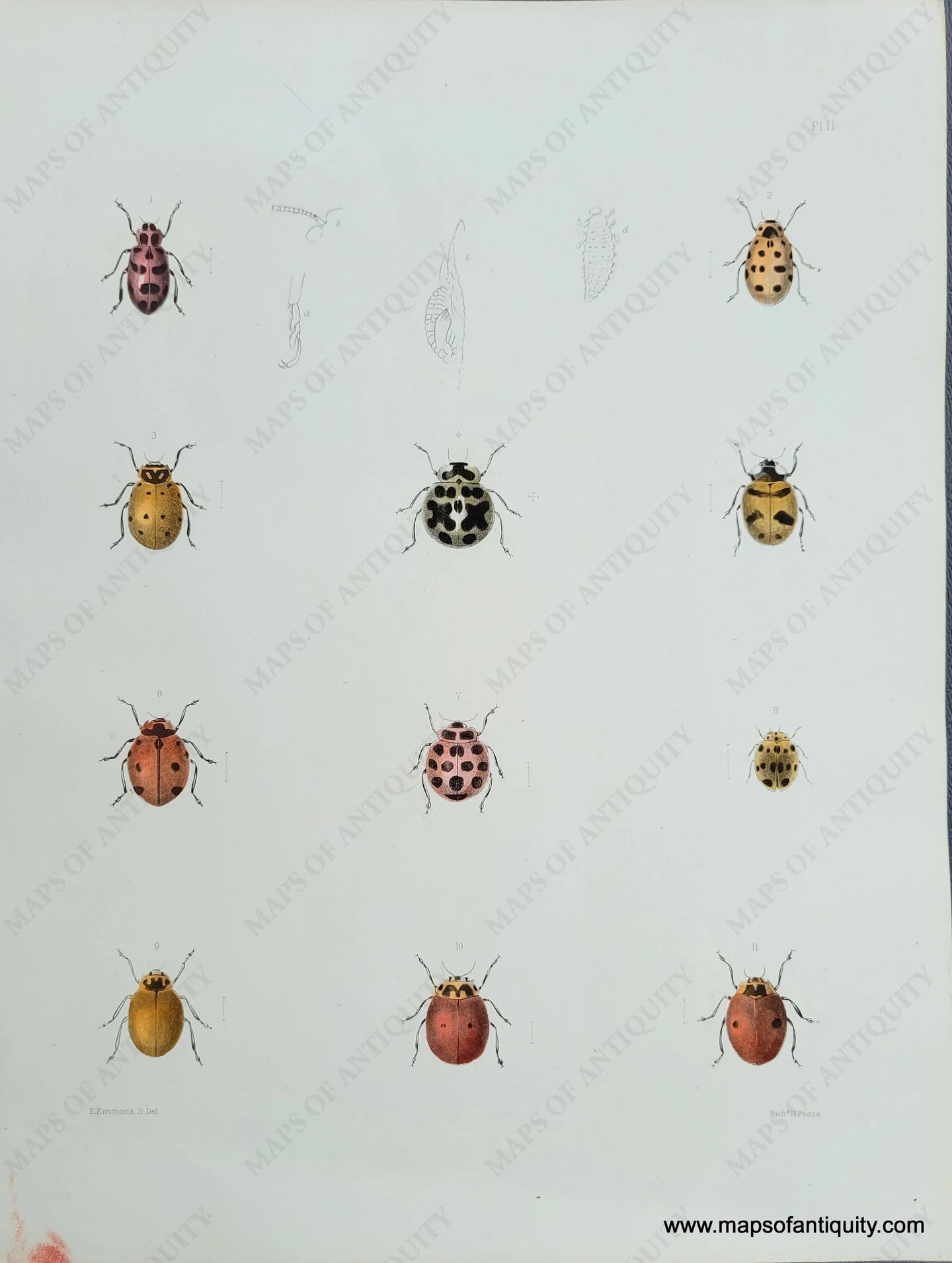 Genuine-Antique-Print-Spotted-Beetles---Ladybugs?-1854-Pease-Maps-Of-Antiquity