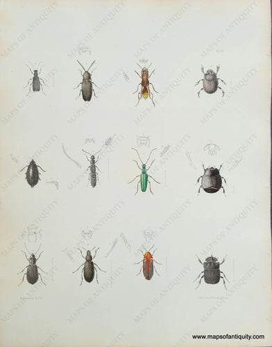 Genuine-Antique-Print-Beetles-1854-Pease-Maps-Of-Antiquity