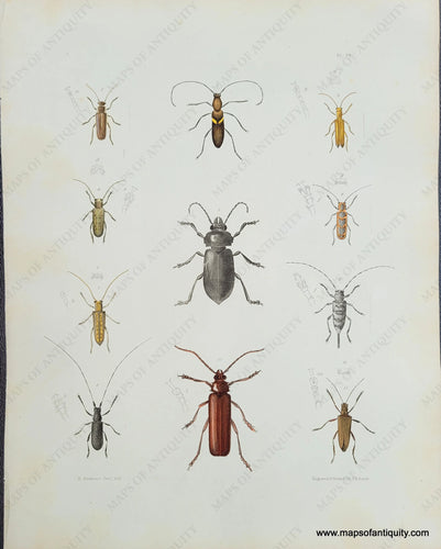 Genuine-Antique-Print-Beetles-1854-Pease-Maps-Of-Antiquity