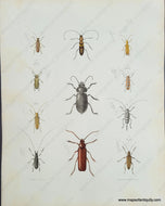 Genuine-Antique-Print-Beetles-1854-Pease-Maps-Of-Antiquity