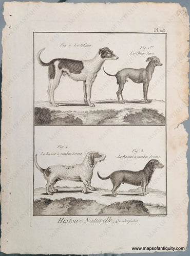 Genuine-Antique-Print-Antique-Dog-Print-1800-Benard-Direxit-Maps-Of-Antiquity
