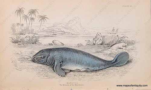 Genuine-Antique-Hand-colored-Print-Plate-26---Manatus-The-Manatu-of-the-West-Indies-c-1840-Jardine-Maps-Of-Antiquity