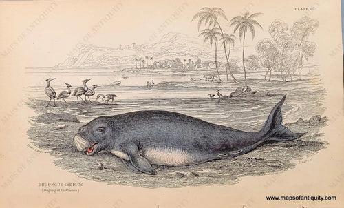 Genuine-Antique-Hand-colored-Print-Plate-27---Dugungus-Indicus-Dugong-of-East-Indies--c-1840-Jardine-Maps-Of-Antiquity